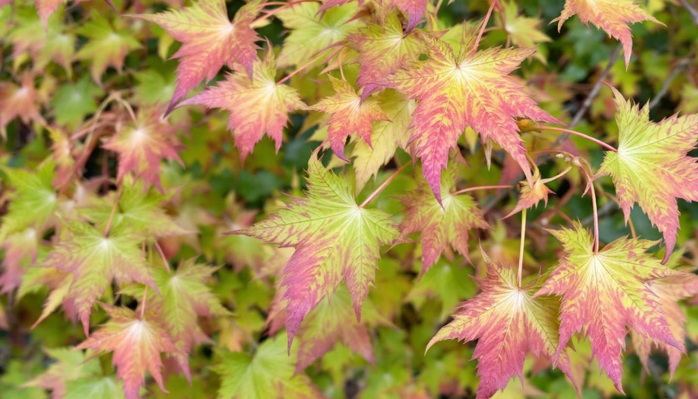 Stratégies pour minimiser les impacts négatifs du liquidambar dans les jardins